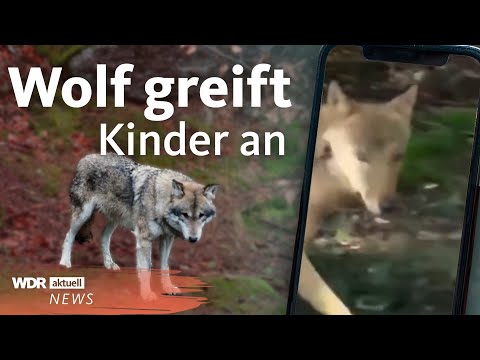 Youtube: Wolfsangriff auf Kinder: Alarm in Provinz Utrecht | WDR aktuell