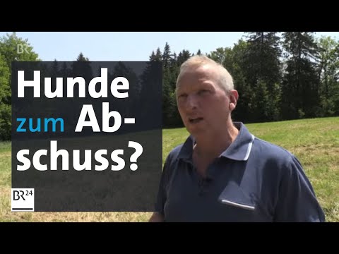 Youtube: Freilaufende Hunde abschießen? Einem Jäger platzt der Kragen | BR24