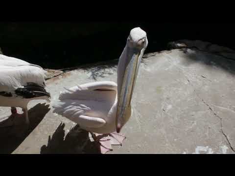 Youtube: Impressionen Erlebniss Zoo Hannover