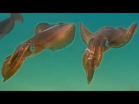 Youtube: Squids Breeding in Kelp Seas | Blue Planet | BBC Earth