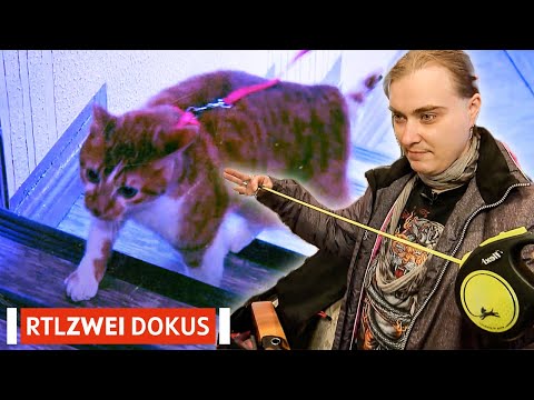 Youtube: Katze an der Leine? | Hartz, Rot, Gold | RTLZWEI Dokus