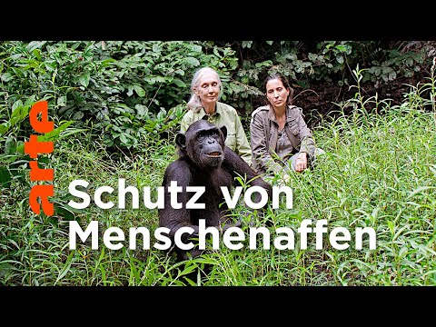 Youtube: Schimpansen im Kongo mit Jane Goodall | Doku HD | ARTE