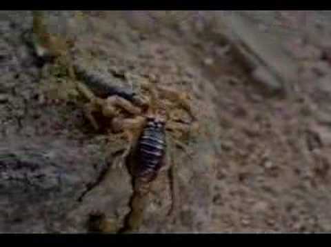 Youtube: Scorpion Dance