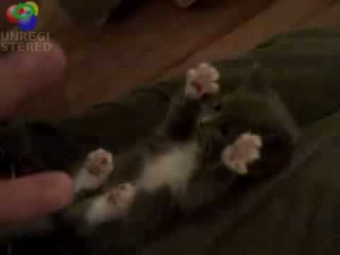 Youtube: Kleine Katze wird gekitzelt - Super lustig