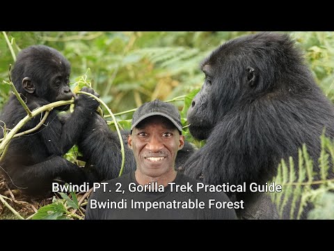 Youtube: Bwindi Gorilla Trek PT. 2, A Practical Guide. Bwindi Impenetrable Forest