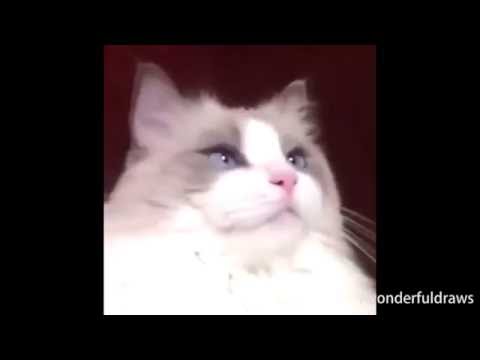 Youtube: Cat vietnam flashback