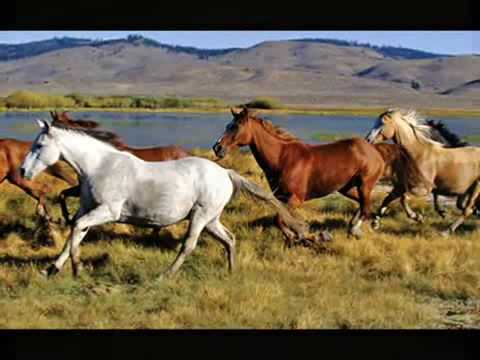 Youtube: Wild Horses  (Rolling Stones)