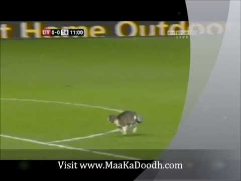 Youtube: Cat Power - Watch a cat crash a football game - Liverpool Tottenham