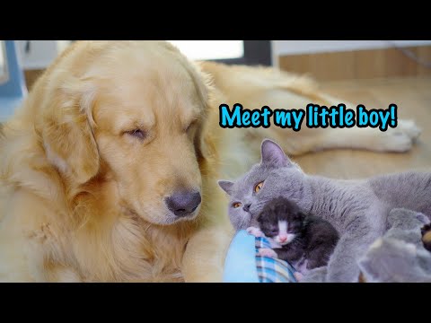 Youtube: Mother Cat Introduces Newborn Kittens To The Golden Retriever Who Raised Her