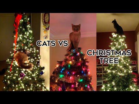 Youtube: 🐈‍⬛Cats Vs Christmas Trees🎄TikTok Compilation 2023 #cats #christmas2023