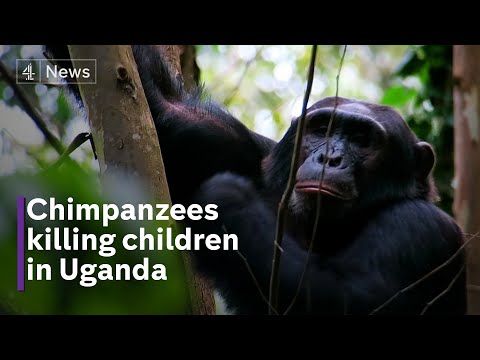 Youtube: Chimps have killed or injured dozens of children in Uganda