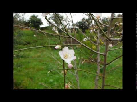 Youtube: Der Frühling zieht ein - Early Spring - Primavera se move - Alentejo, Southern Portugal