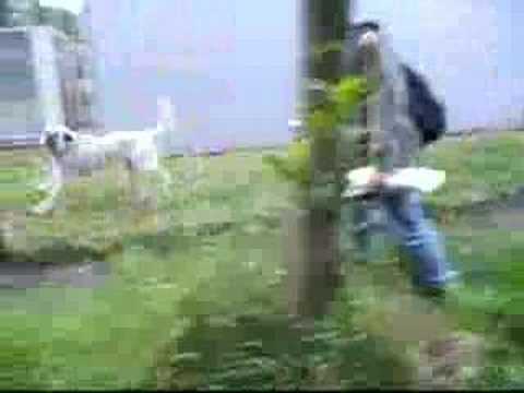 Youtube: Kampfhund ärgern