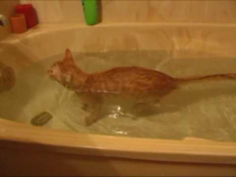 Youtube: Tigger Kitty Loves The Bathtub