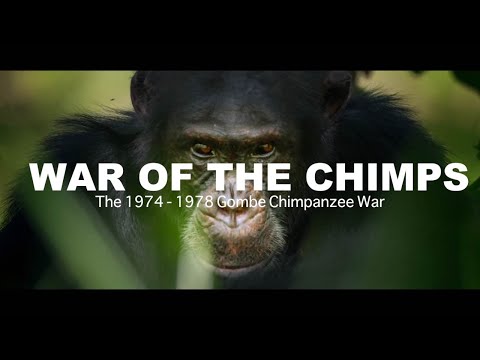 Youtube: World War Chimp | The Brutal 1974 - 1978 Gombe Chimpanzee War: Documentary