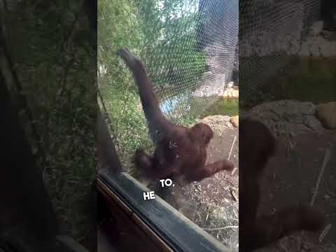 Youtube: The smartest orangutan ever 👏