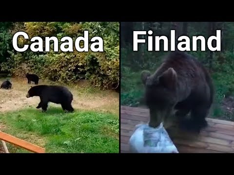 Youtube: Bears In CANADA VS FINLAND (funny)