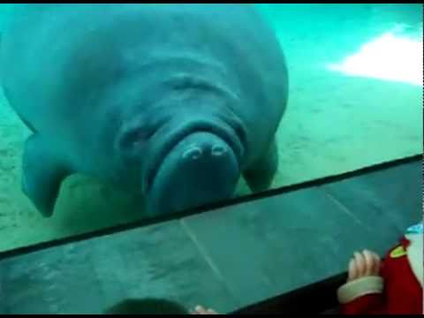 Youtube: Manatee nose smush with honk sound effect