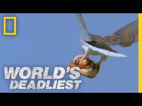 Youtube: Eagle vs. Toxic Snake | World's Deadliest
