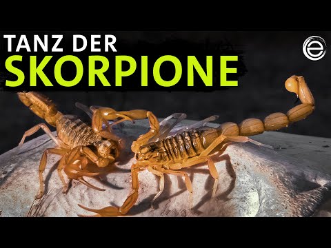 Youtube: Skorpione intim – Ein besonderer Paarungstanz| Erlebnis Erde