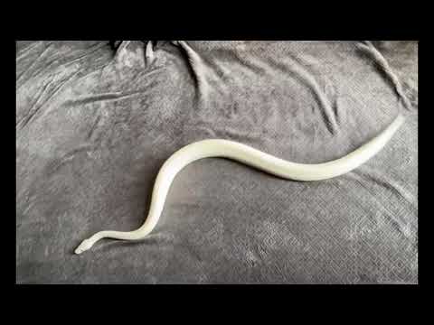 Youtube: Snake can’t get traction on fleece blanket = snake treadmill!