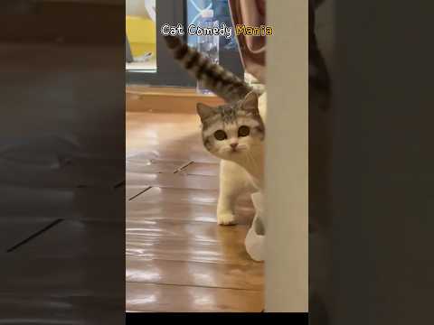 Youtube: Cat Comedy Mania