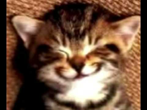 Youtube: Happy Birthday Cat