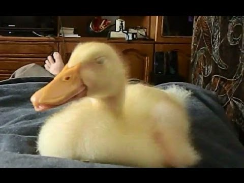 Youtube: Duckling Snoring FUNNY