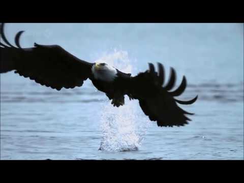 Youtube: Fly Like An Eagle ~ Steve Miller Band {Music Video HD}