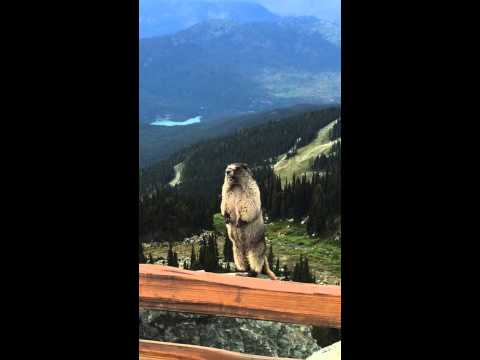 Youtube: Marmot screaming on Blackcomb Mountain
