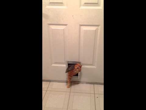 Youtube: Fat Cat Squeezes Through Small Doggie Door