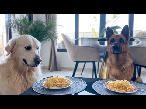 Youtube: Spaghetti Eating Competition: German Shepherd vs. Golden Retriever