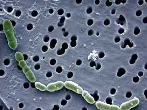 Youtube: bacteria