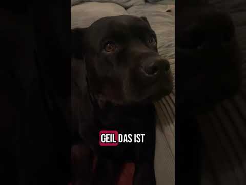 Youtube: #dogoftheday #hund  #hundevideos #dogsoftiktok #dog #labrador #rottweiler #staffie #reels #shorts