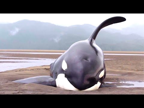 Youtube: 6 Orca Rescues That'll Warm Your Heart