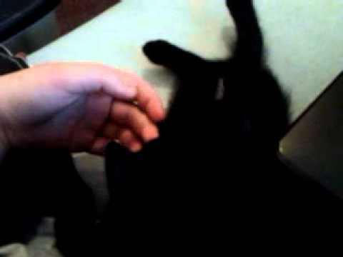 Youtube: Mein kleiner neuer kater Lucifer <i class=