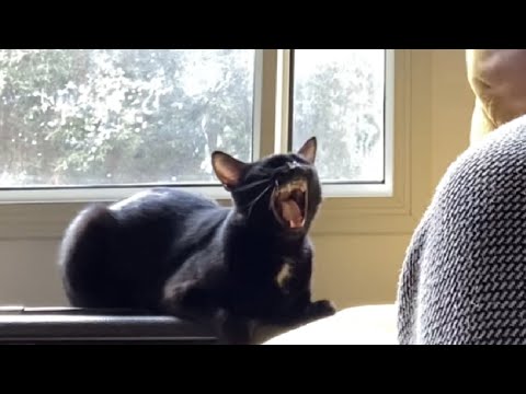 Youtube: Cat Singing Blues