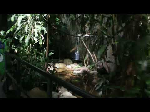 Youtube: Urwaldhaus Erlebnis Zoo Hannover