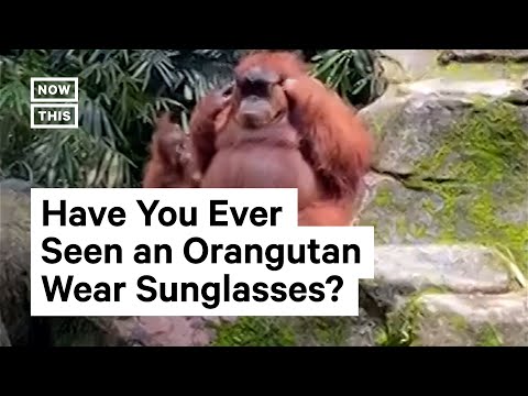 Youtube: Orangutan Tries on Sunglasses at Indonesia Zoo #Shorts