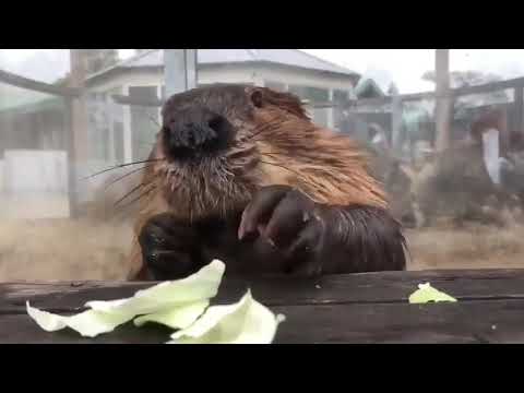 Youtube: Studies show that watching a beaver eat cabbage lowers stress by 17%