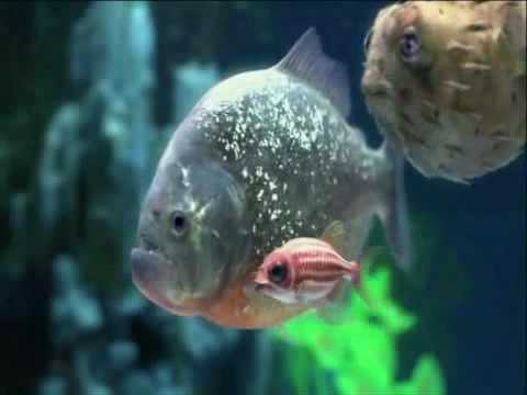 Youtube: The Chemical Brothers   Salmon Dance HQ VIDEO
