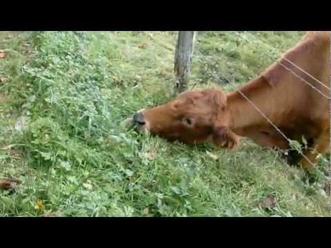 Youtube: Diese Kuh lässt sich beim essen nicht stören! A cow eating grass in HD