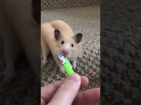 Youtube: How do Hamsters do this? 🤯