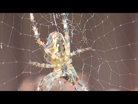 Youtube: Araneus diadematus, Gartenkreuzspinne,European garden spider, Cross Orbweaver