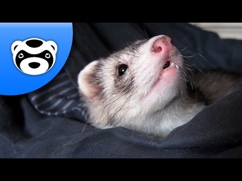 Youtube: Too Cute! Rise and Shine Lazy Ferrets!
