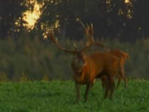 Youtube: Röhrende Hirsche in der Brunft (Gut Klepelshagen)