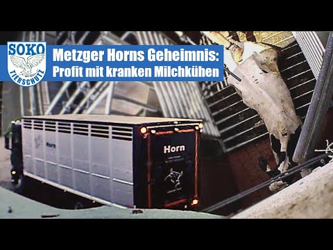 Youtube: Metzger Horns Geheimnis: Profit mit kranken Milchkühen// SOKO Tierschutz e.V.