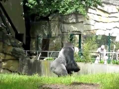 Youtube: Gorilla Throws Poop