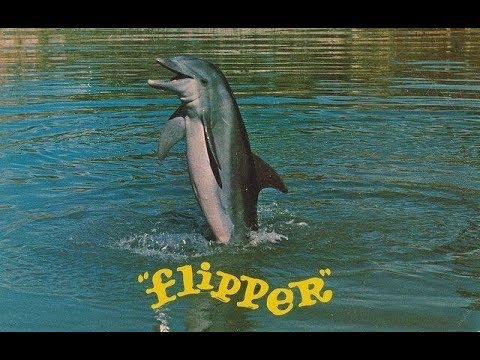 Youtube: Flipper - Intro [1964]