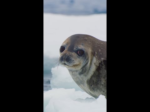Youtube: Incredible orca hunt 🤯 #FrozenPlanet2 #BBCiPlayer #iPlayer